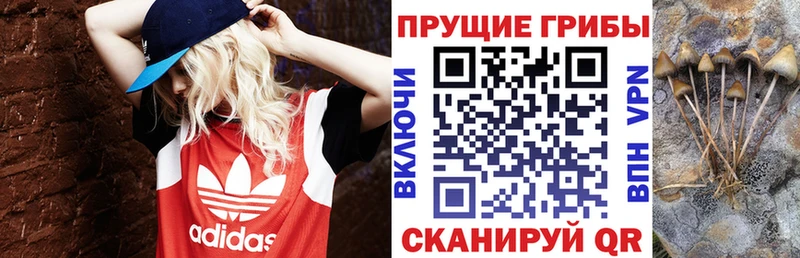 Купить закладки  Канск  Галлюциногенные грибы Magic Shrooms 
